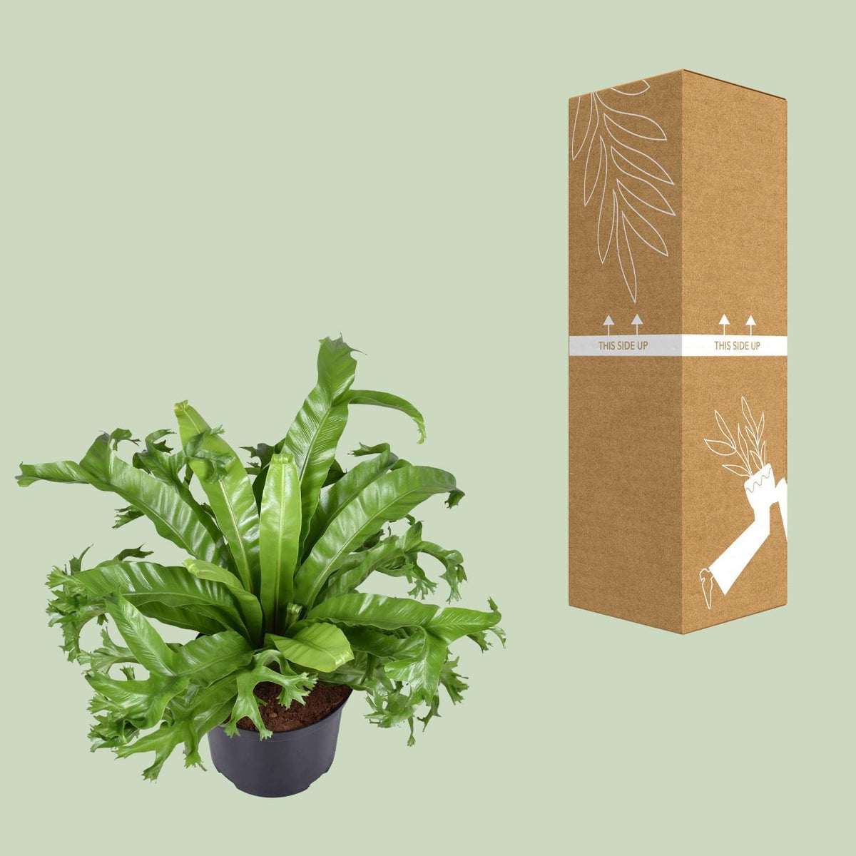 Asplenium Nidus Crissie - Ø23cm - ↕55cm