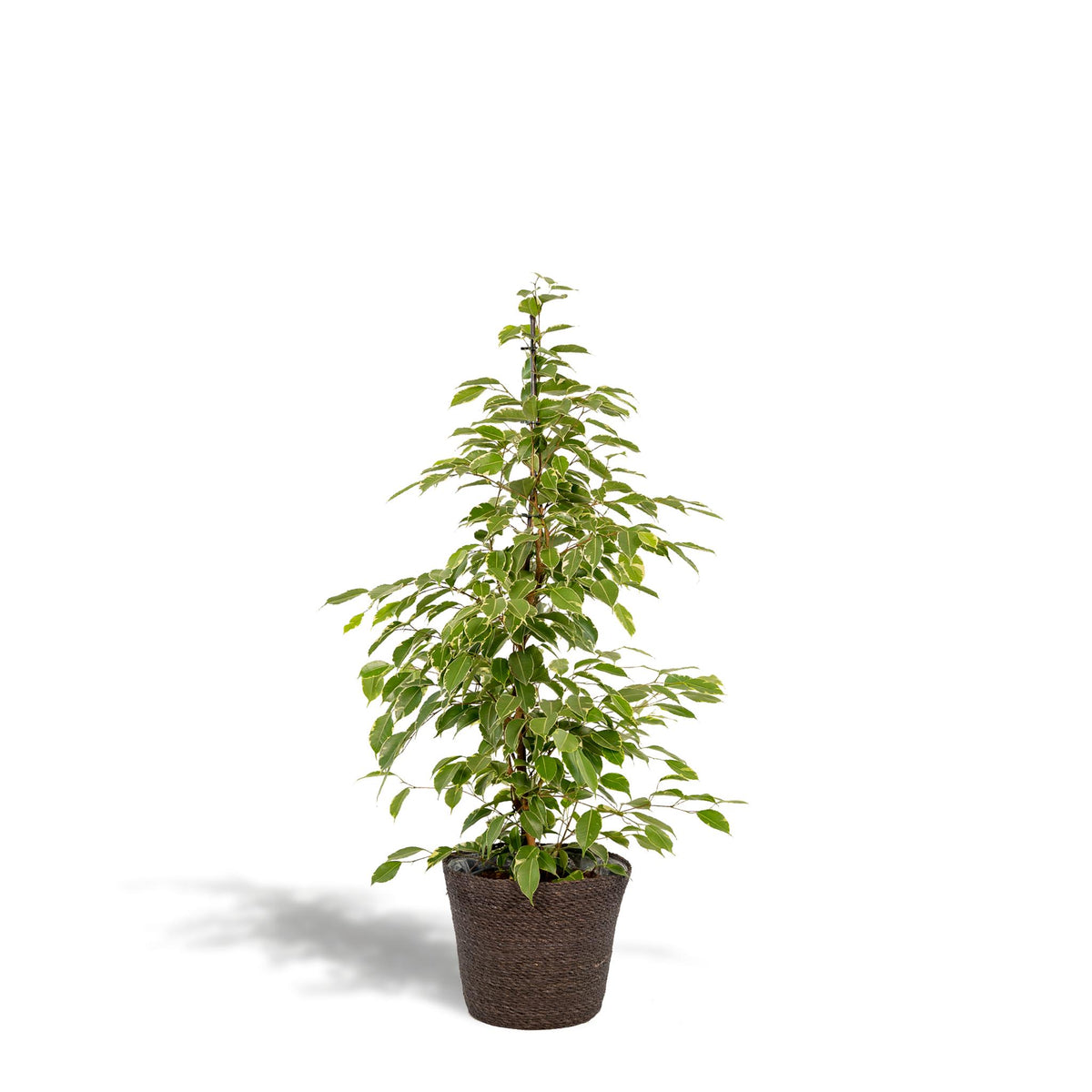 Ficus benjamina Goldenking - Ø21cm - ↕95cm + Mand Igmar