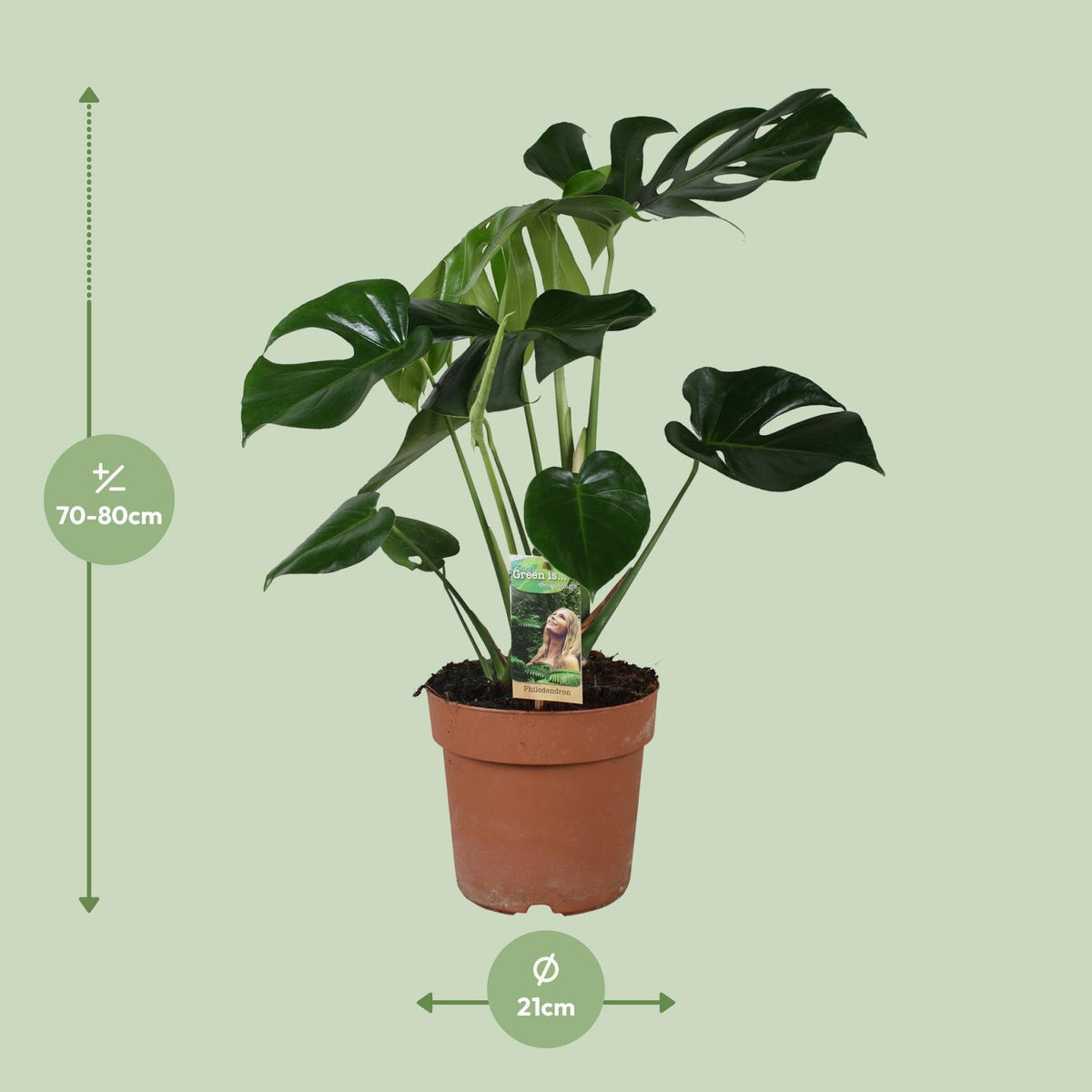 Monstera Deliciosa - Ø21cm - ↕80cm