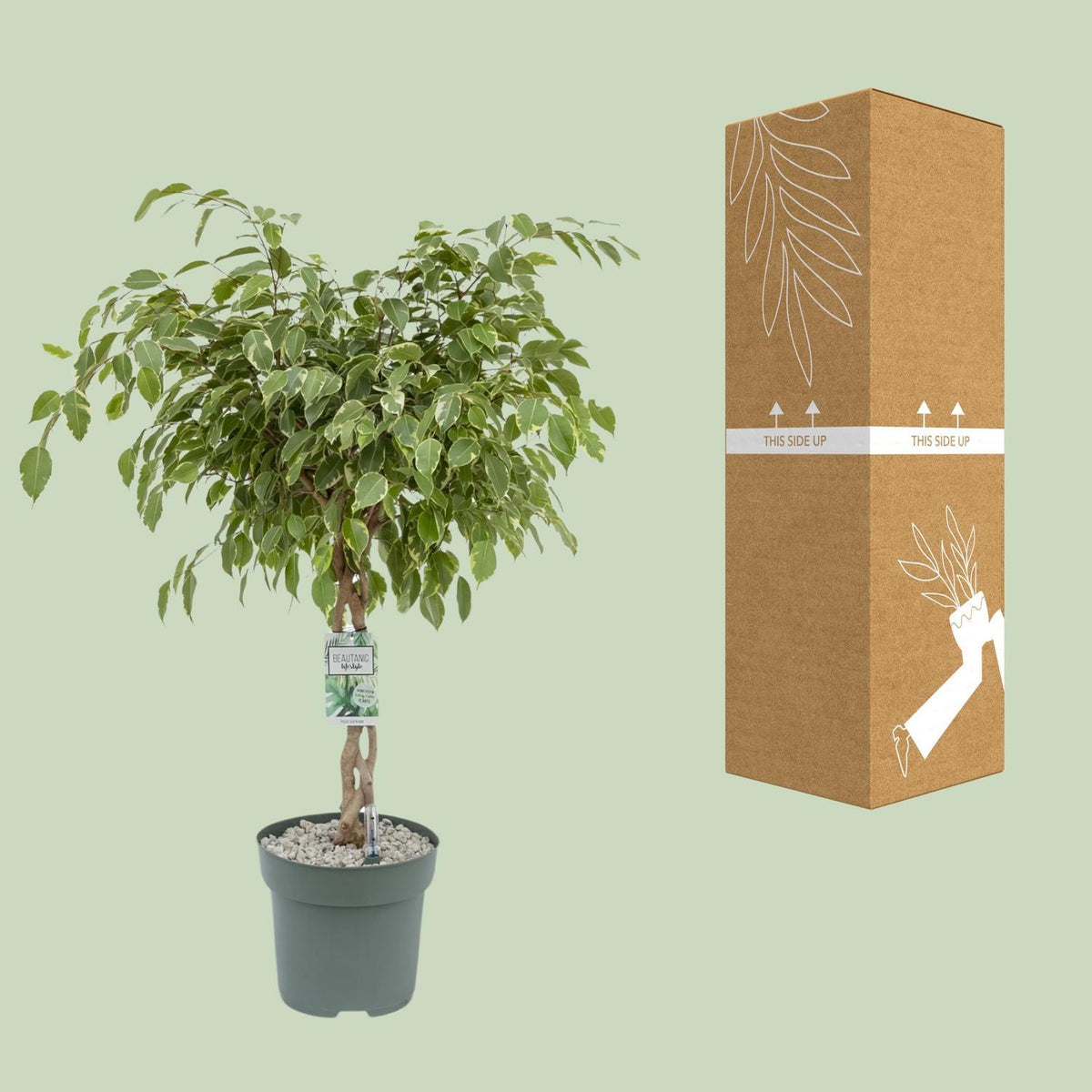 Ficus Safrana / Golden King - Ø27cm - ↕100cm