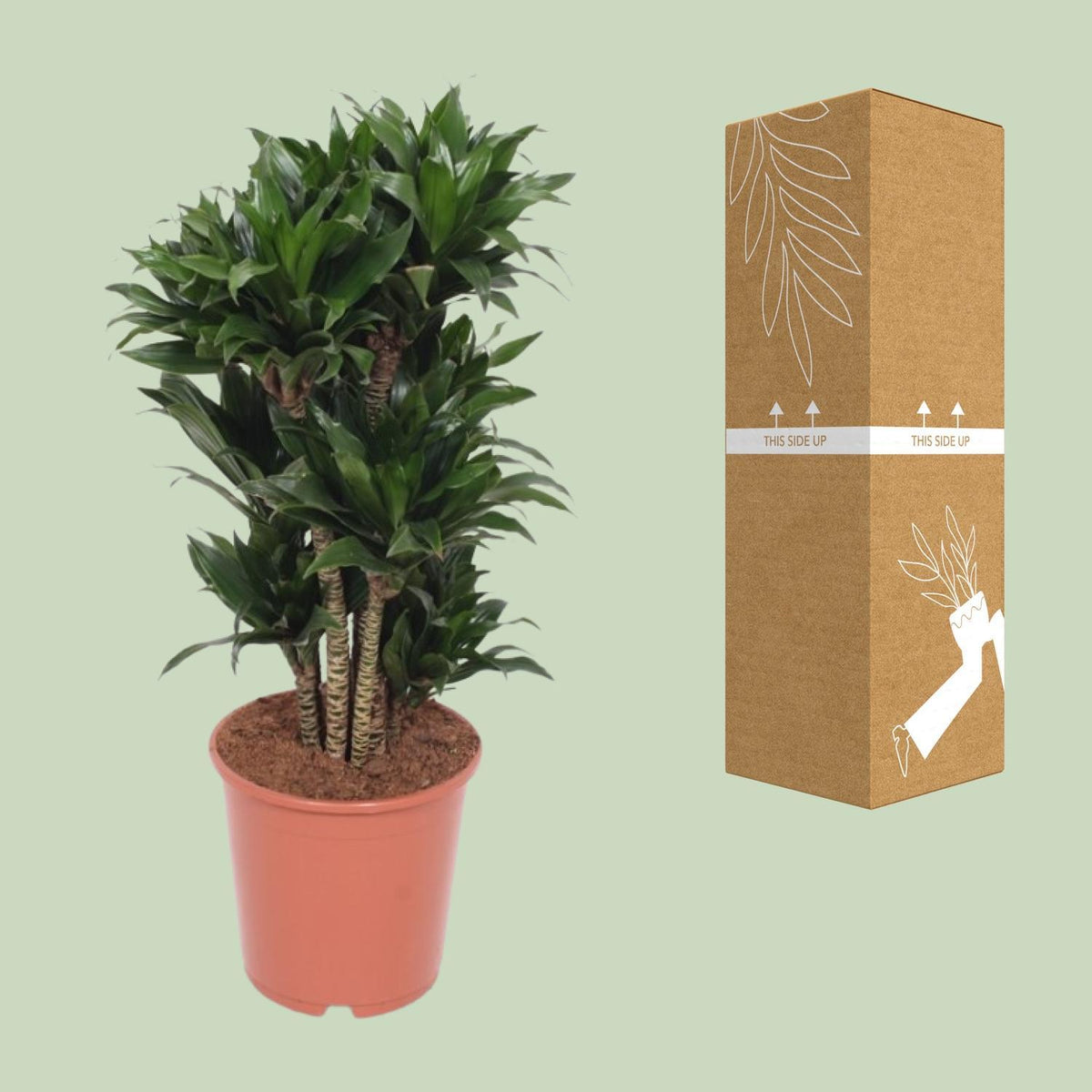 Dracaena Compacta - Ø24cm - ↕80cm