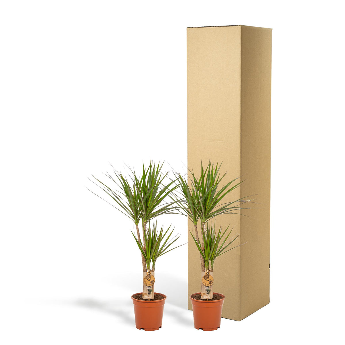 2x Dracaena - ↨90cm - Ø17cm