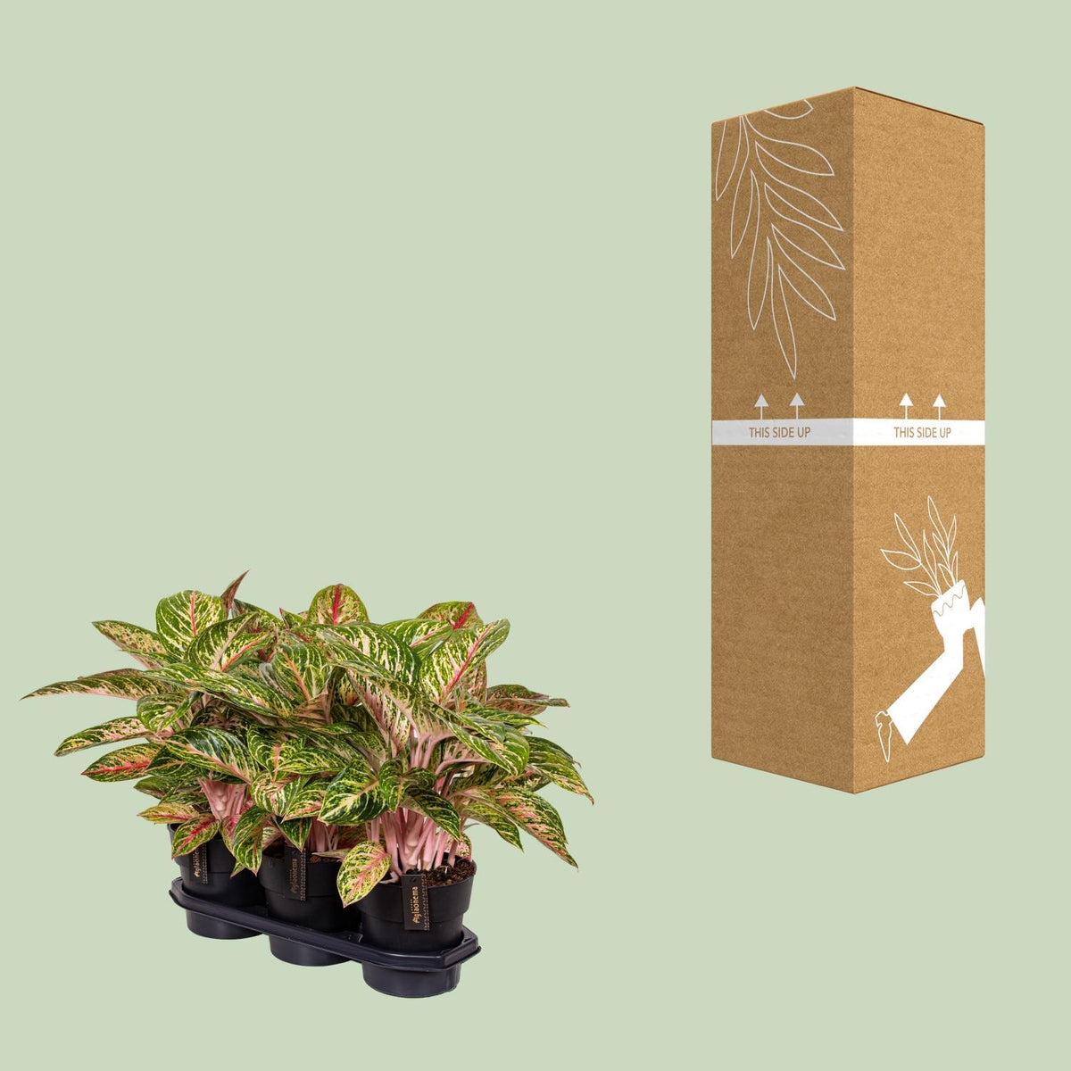 Aglaonema Coco Melon - Ø19cm - ↕60cm