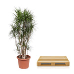 Dracaena Marginata vertakt - 210 cm - ø50
