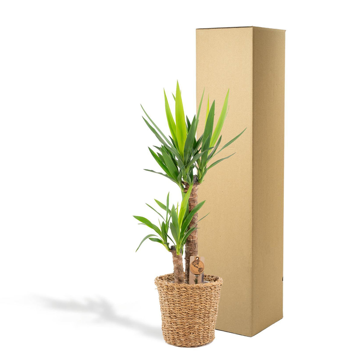 Yucca met mand - ↨100cm - Ø21cm