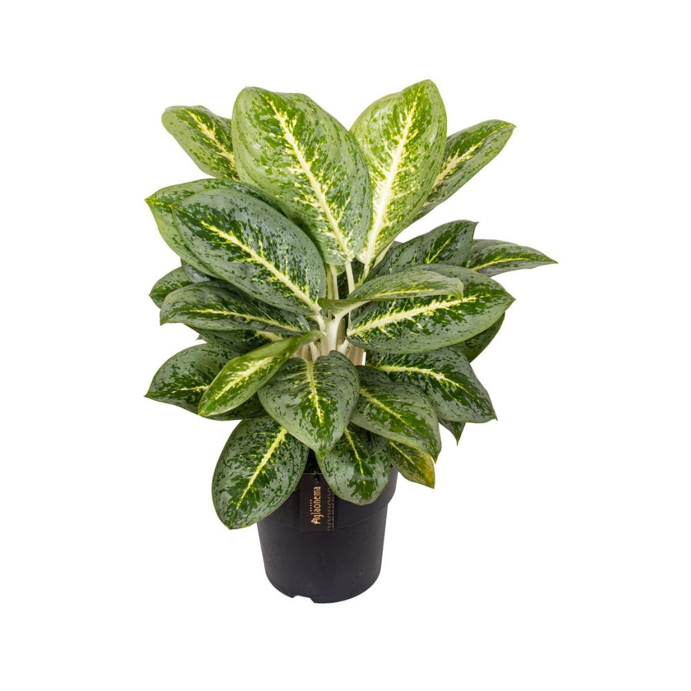 Aglaonema Lemon Mint - Ø19cm - ↕50cm