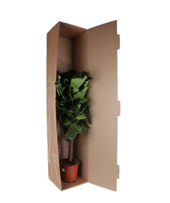 Ficus Lyrata (vertakt) - Ø27cm - ↕140cm