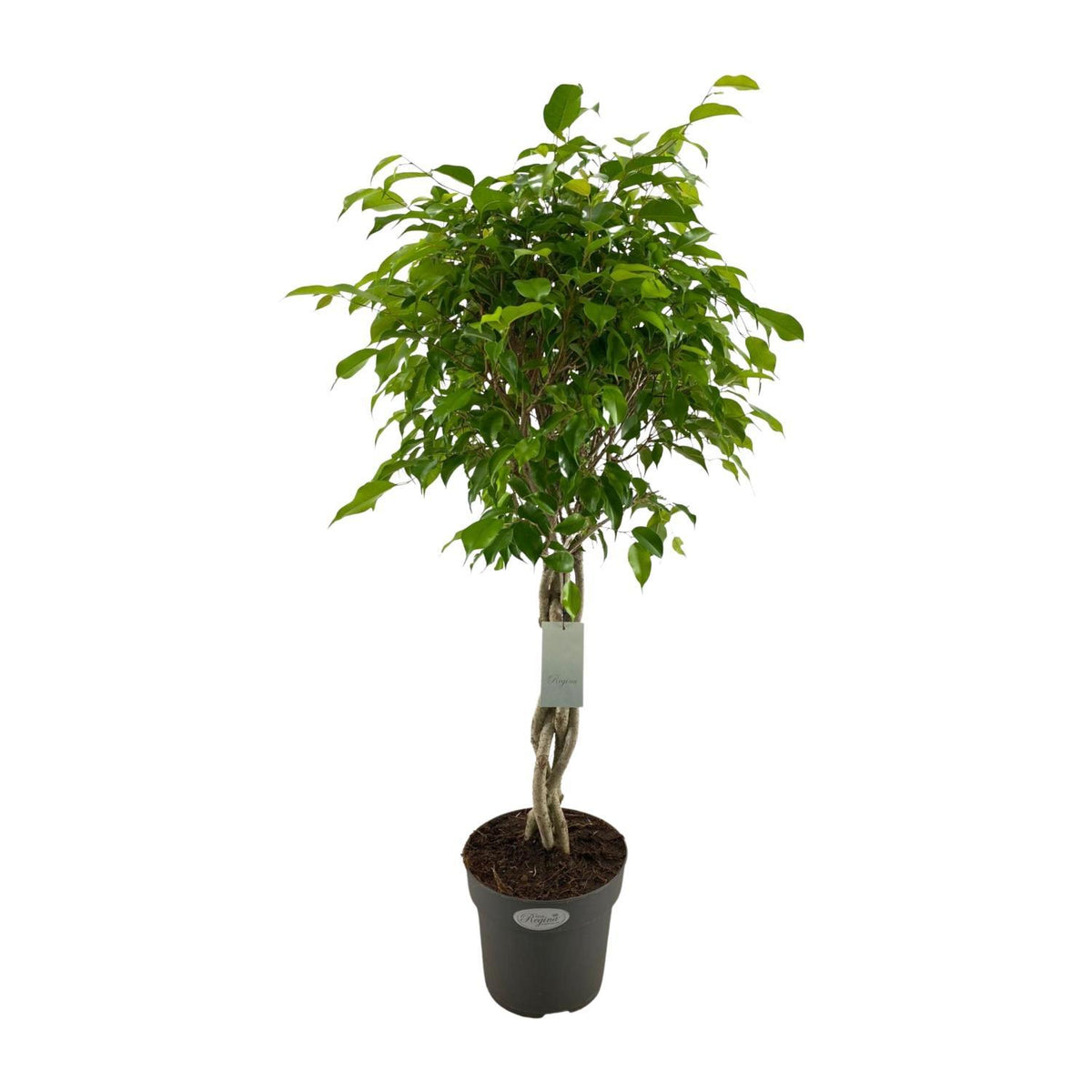 Ficus Benjamina Exotica - Ø24cm - ↕100cm