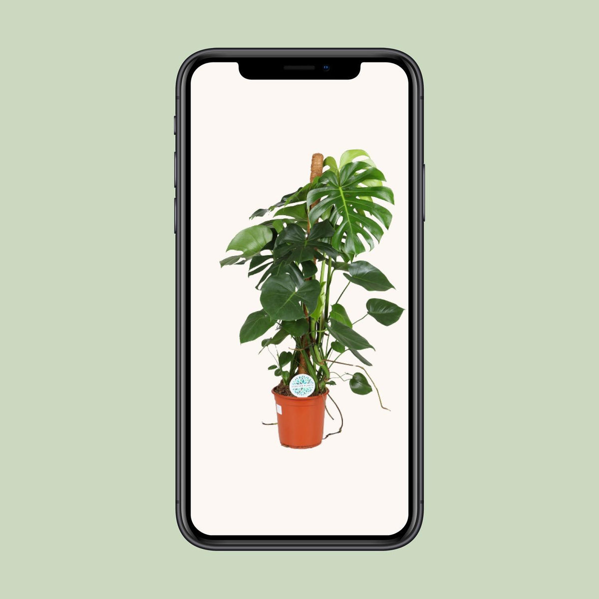 Monstera Deliciosa - Ø24cm - ↕105cm