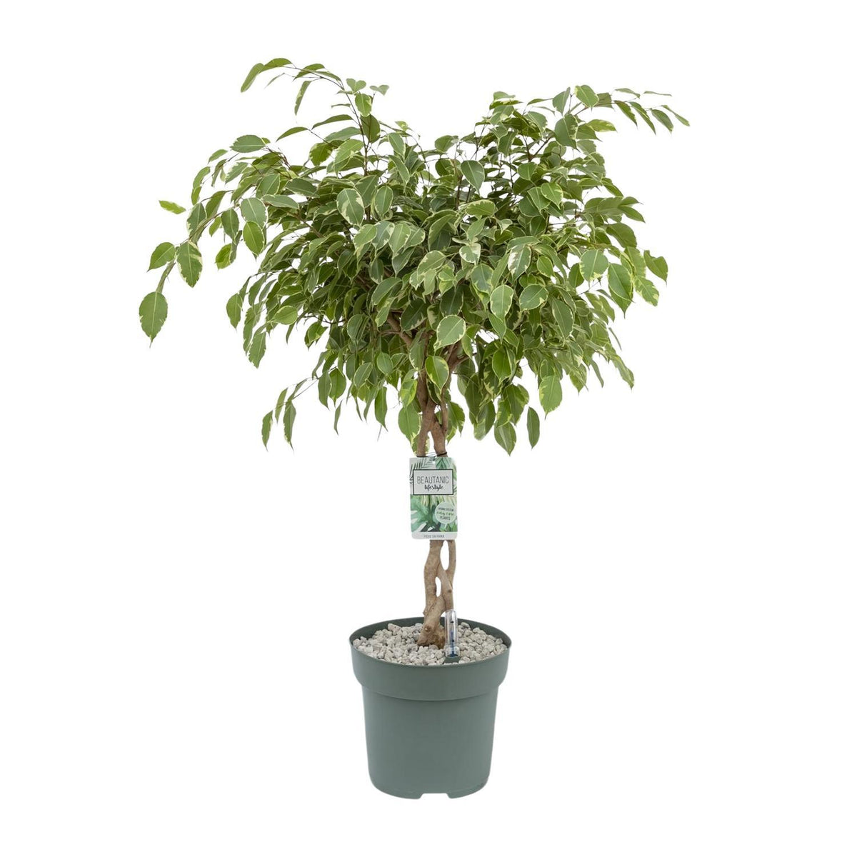 Ficus Safrana / Golden King - Ø27cm - ↕100cm