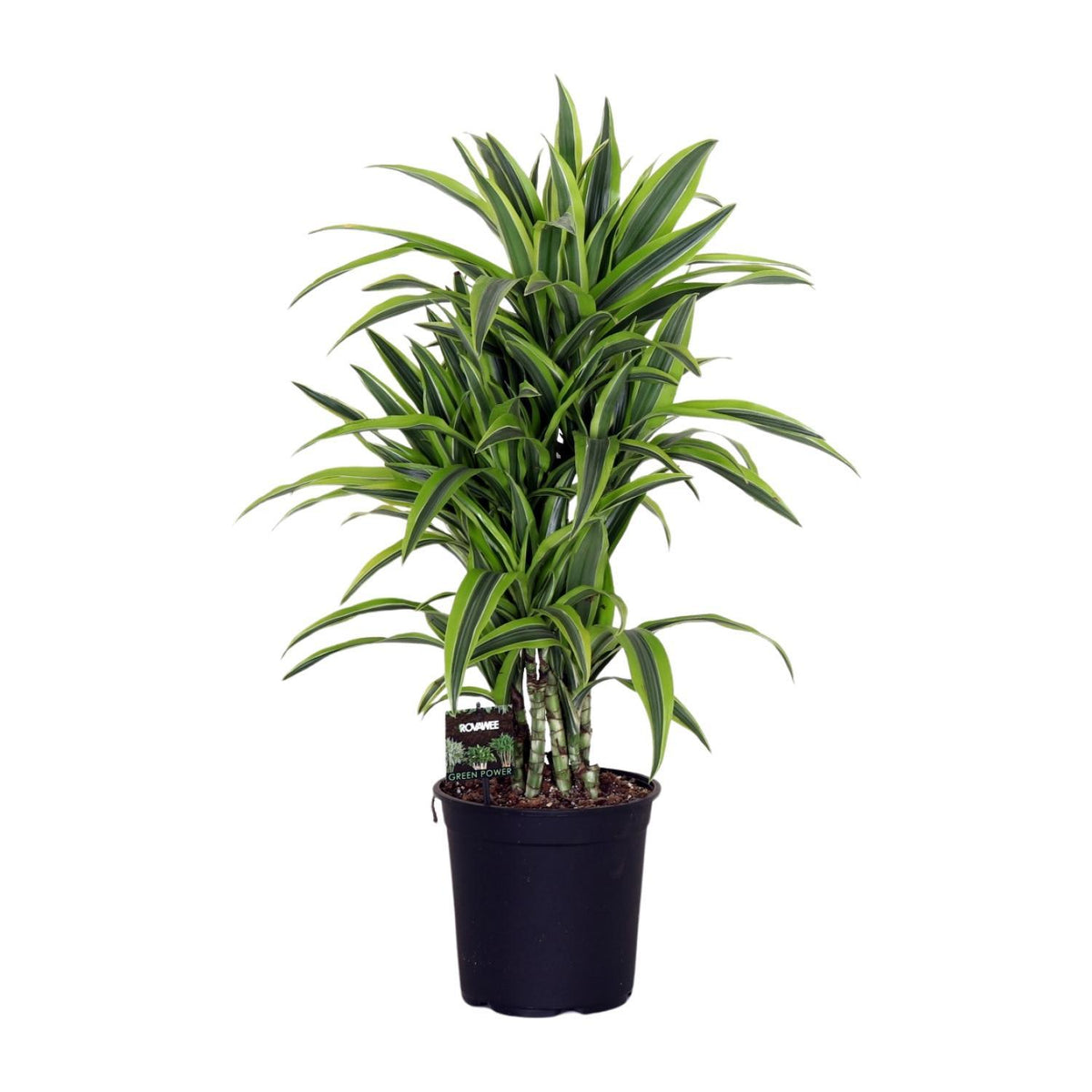 Dracaena Fragr. Lemon Lime - Ø24cm - ↕100cm