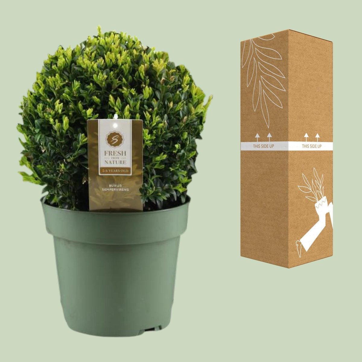 Buxus Semp. Ball Ø25cm P21 - Ø21cm - ↕40cm