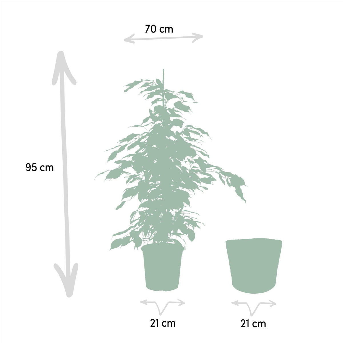 Ficus benjamina Danielle - Ø21cm - ↕95cm + Mand Igmar