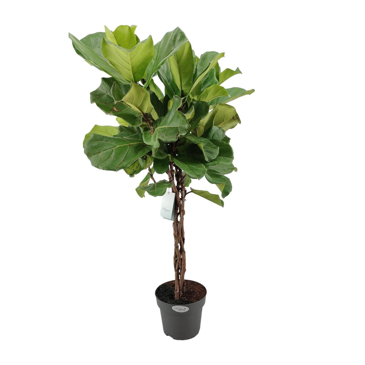 Ficus Lyrata - Ø24cm - ↕100cm