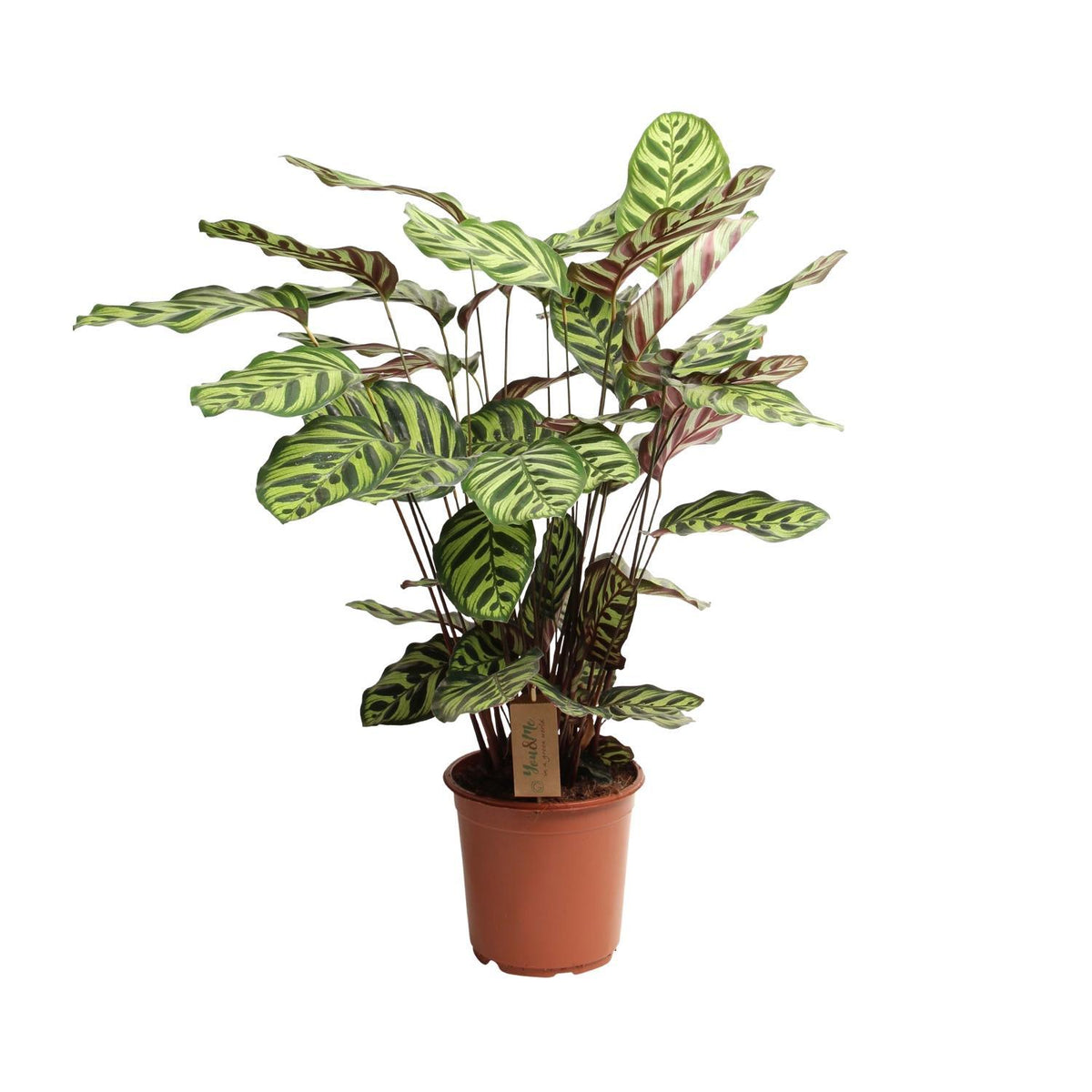 Calathea Makoyana - Ø21cm - ↕55cm