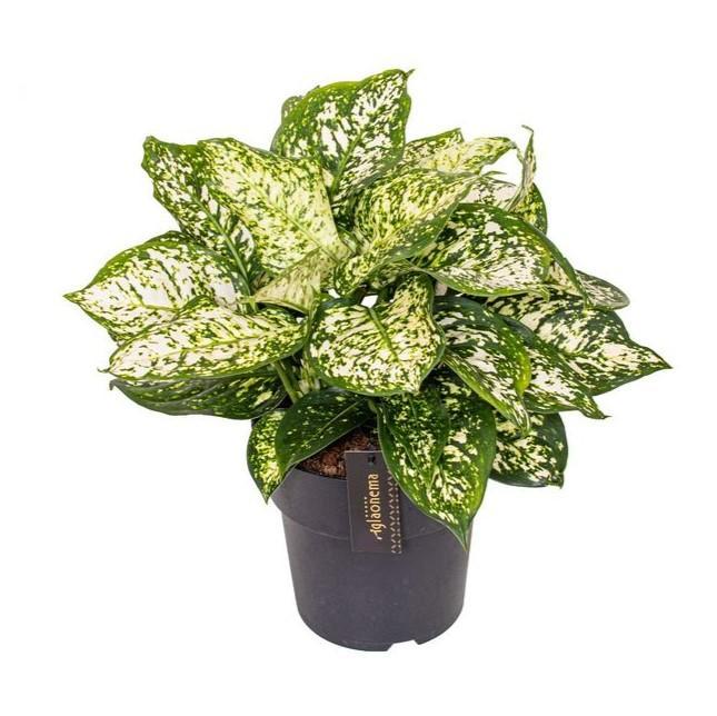 Aglaonema Ivory Jade - Ø19cm - ↕40cm