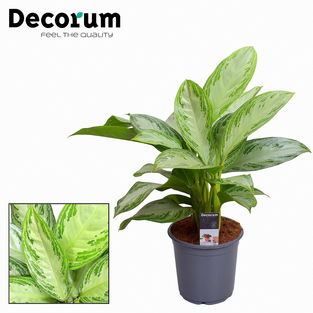 Aglaonema Silver Bay - Ø21cm - ↕80cm