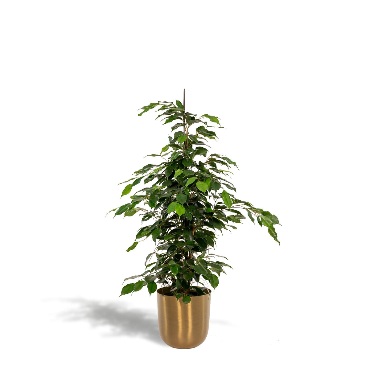 Ficus benjamina Danielle - Ø21cm - ↕95cm + Pot Mayk Gold