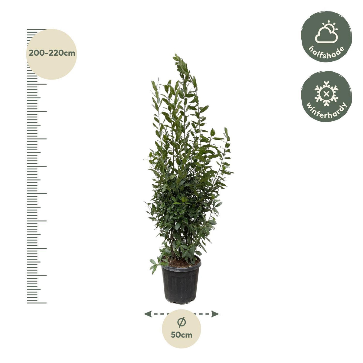 Laurus Nobilis struik - 210 cm - ø50