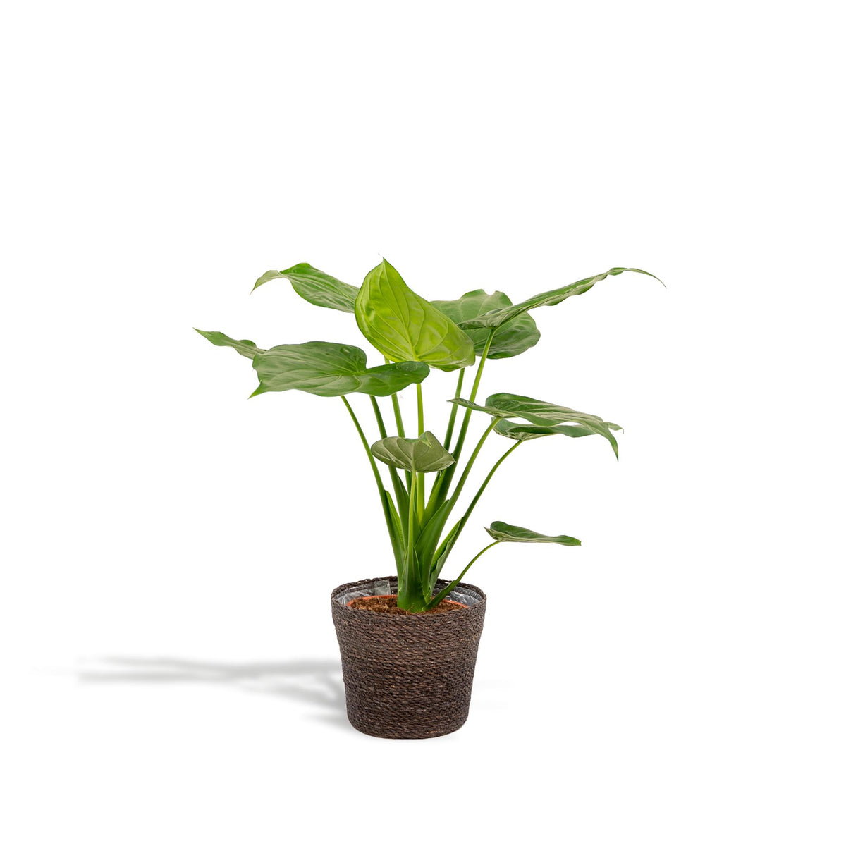 Alocasia Cucullata - Ø19cm - ↕65cm + Mand Igmar