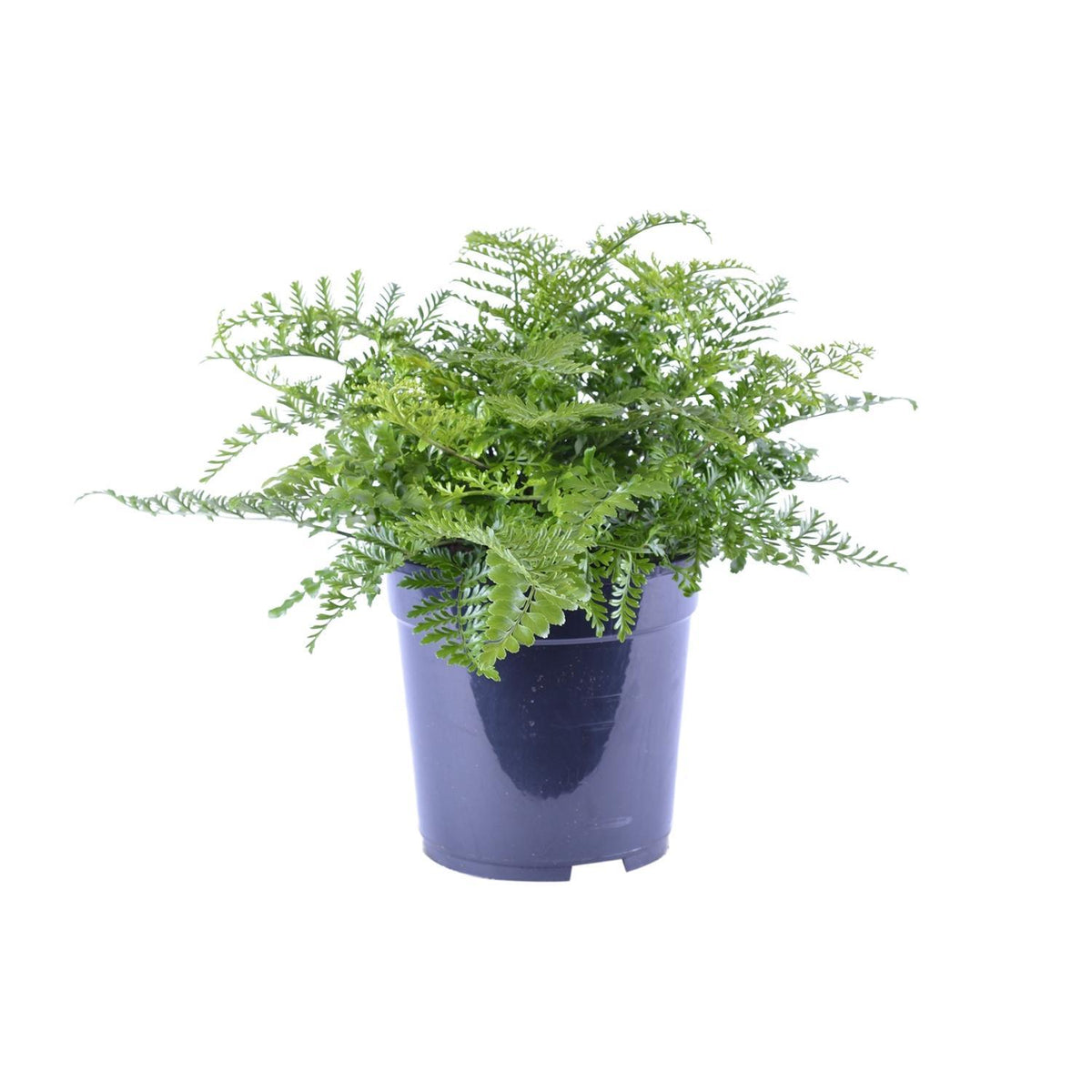 Asplenium Parvati - Ø21cm - ↕40cm