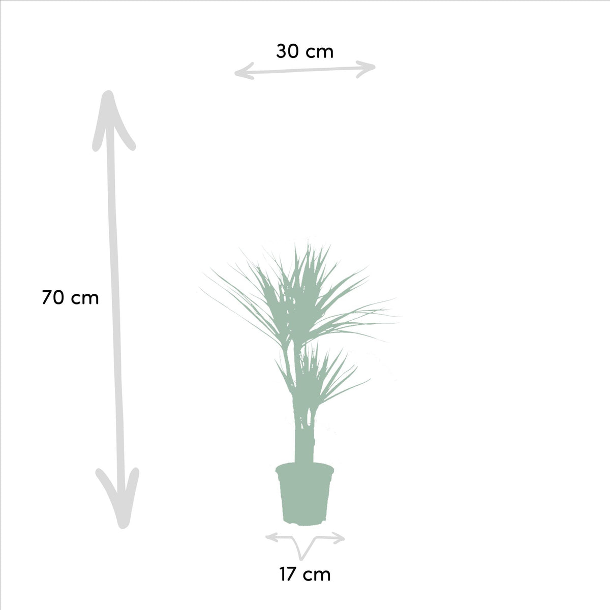 2x Dracaena - ↨90cm - Ø17cm