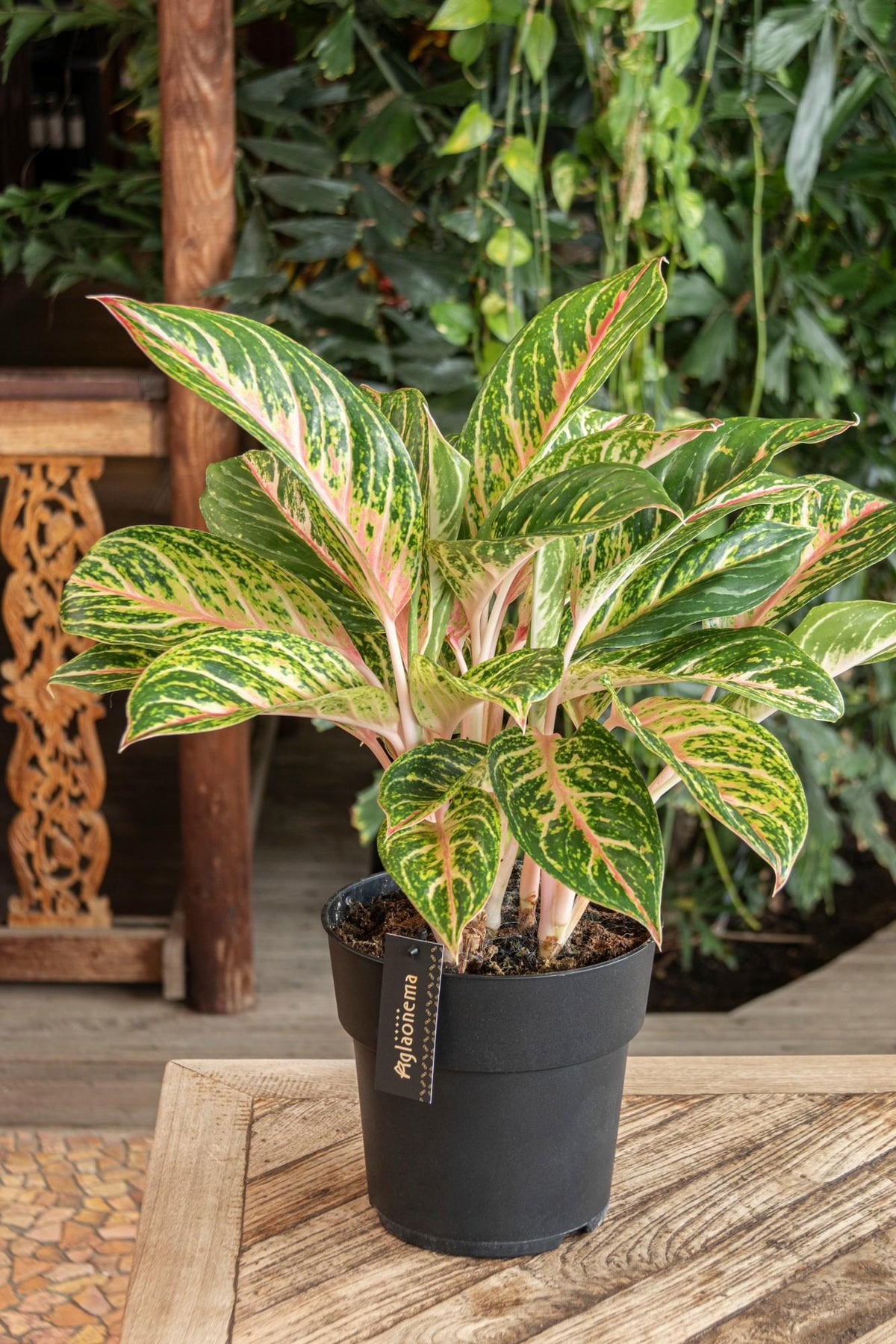 Aglaonema Coco Melon - Ø19cm - ↕60cm