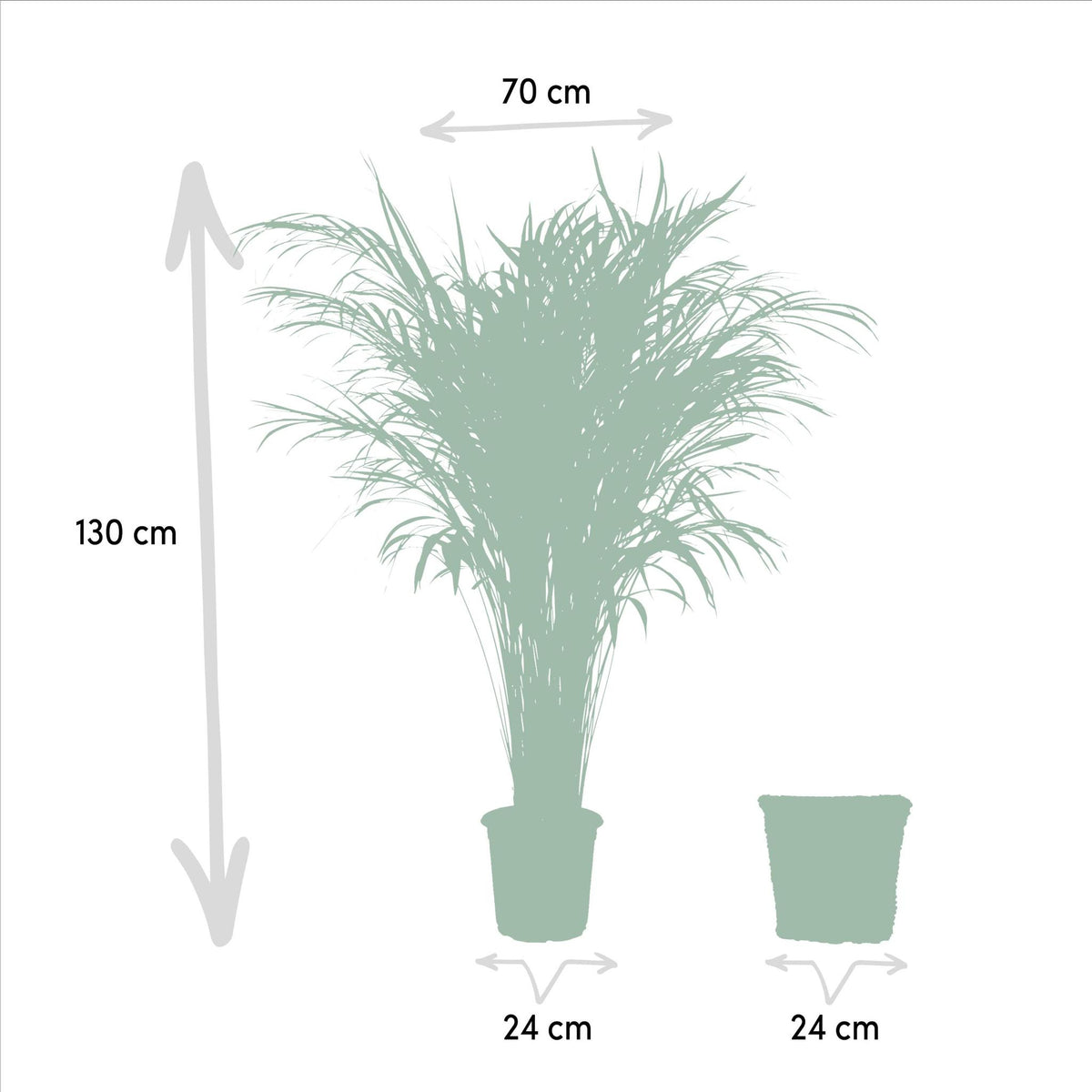 Areca met mand - ↨130cm - Ø24cm