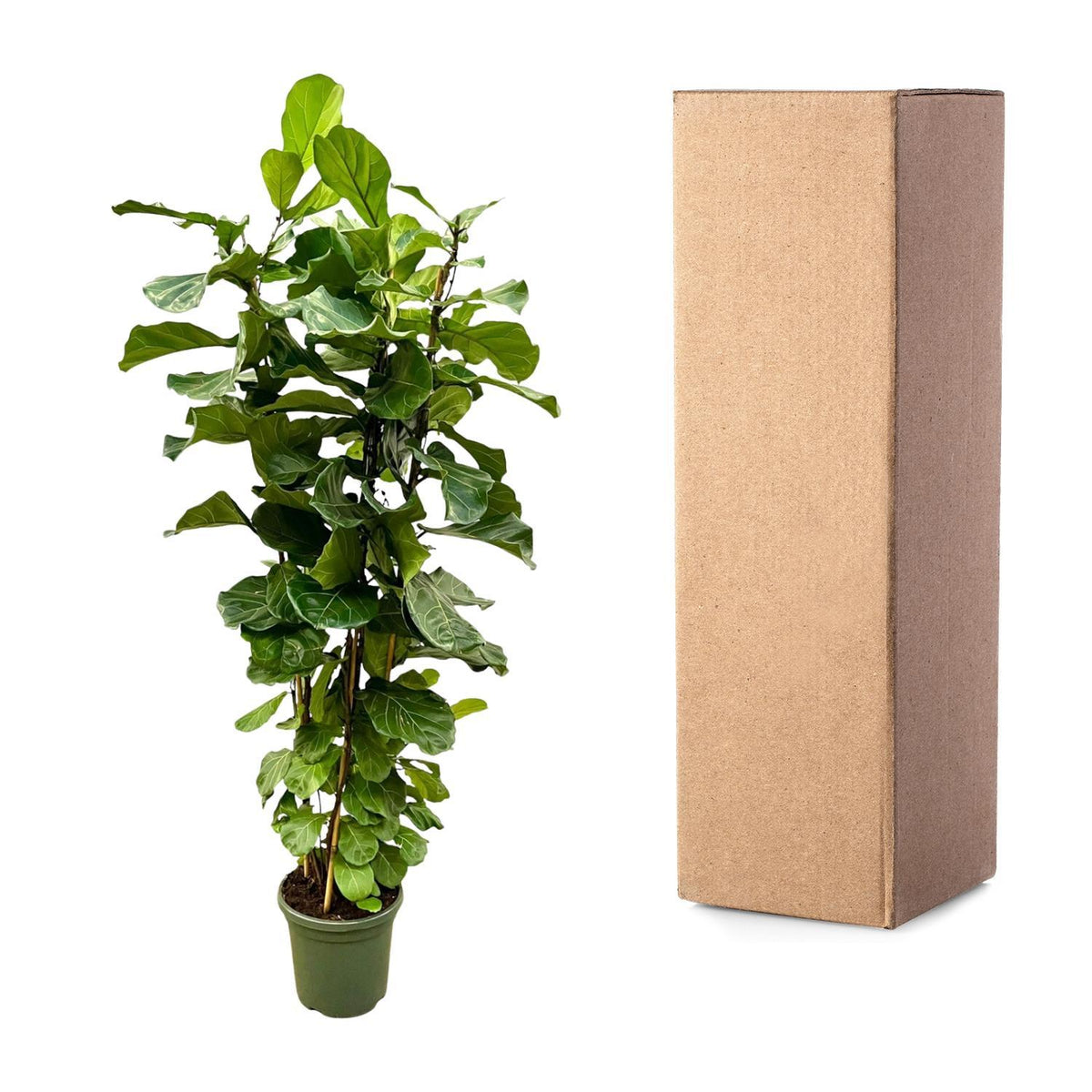 Ficus Lyrata struik XL - 200cm - ø40