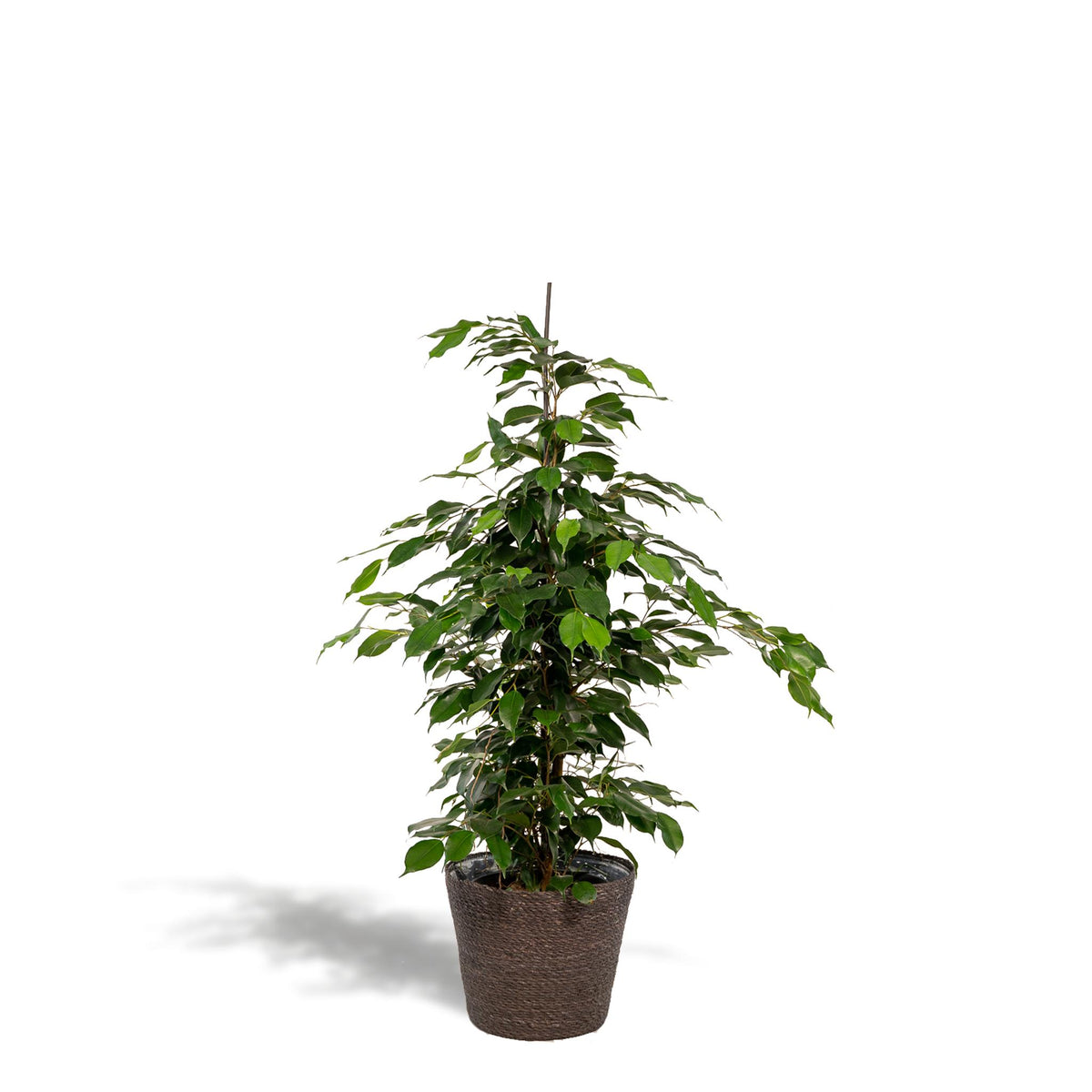 Ficus benjamina Danielle - Ø21cm - ↕95cm + Mand Igmar