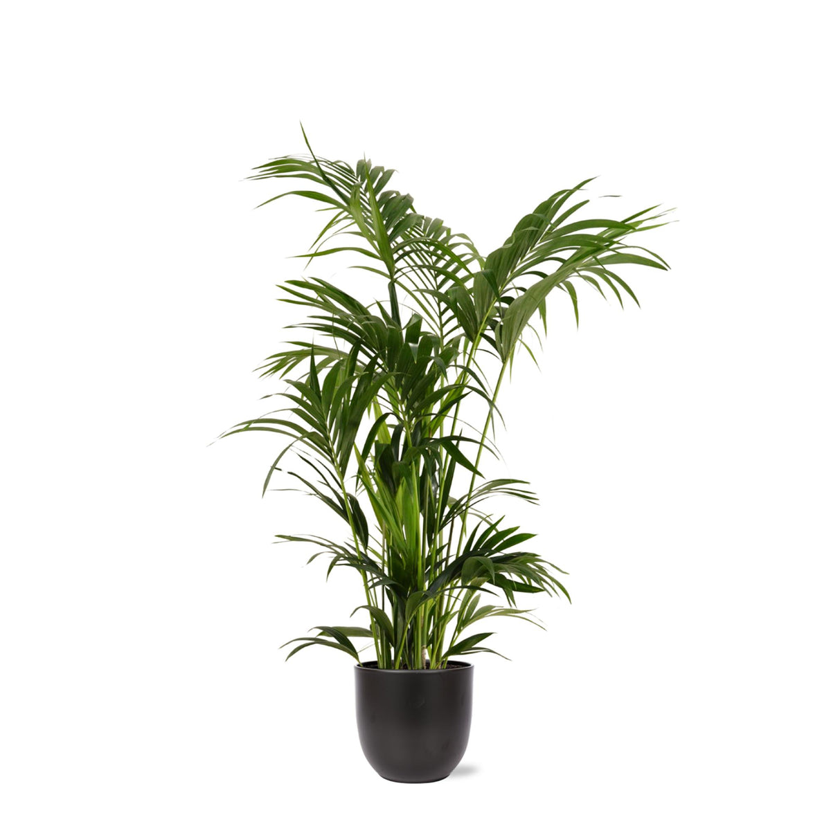 Kentia Palm Ø27cm ↕160cm in Boule ANTRACIET pot