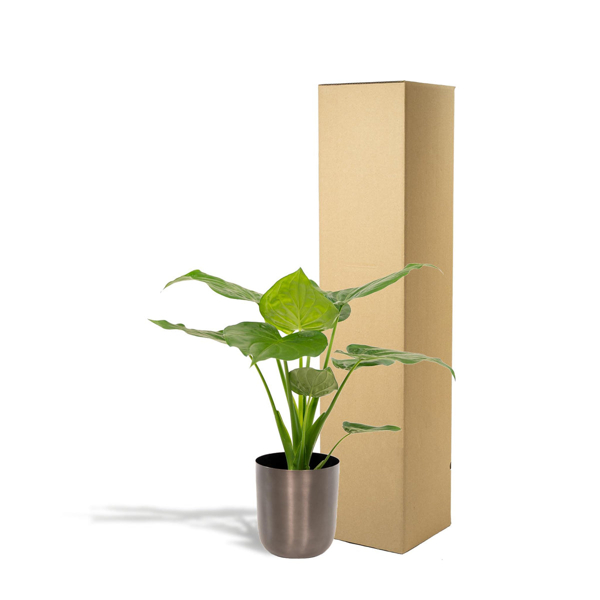 Alocasia Cucullata - Ø19cm - ↕65cm + Pot Mayk Lead