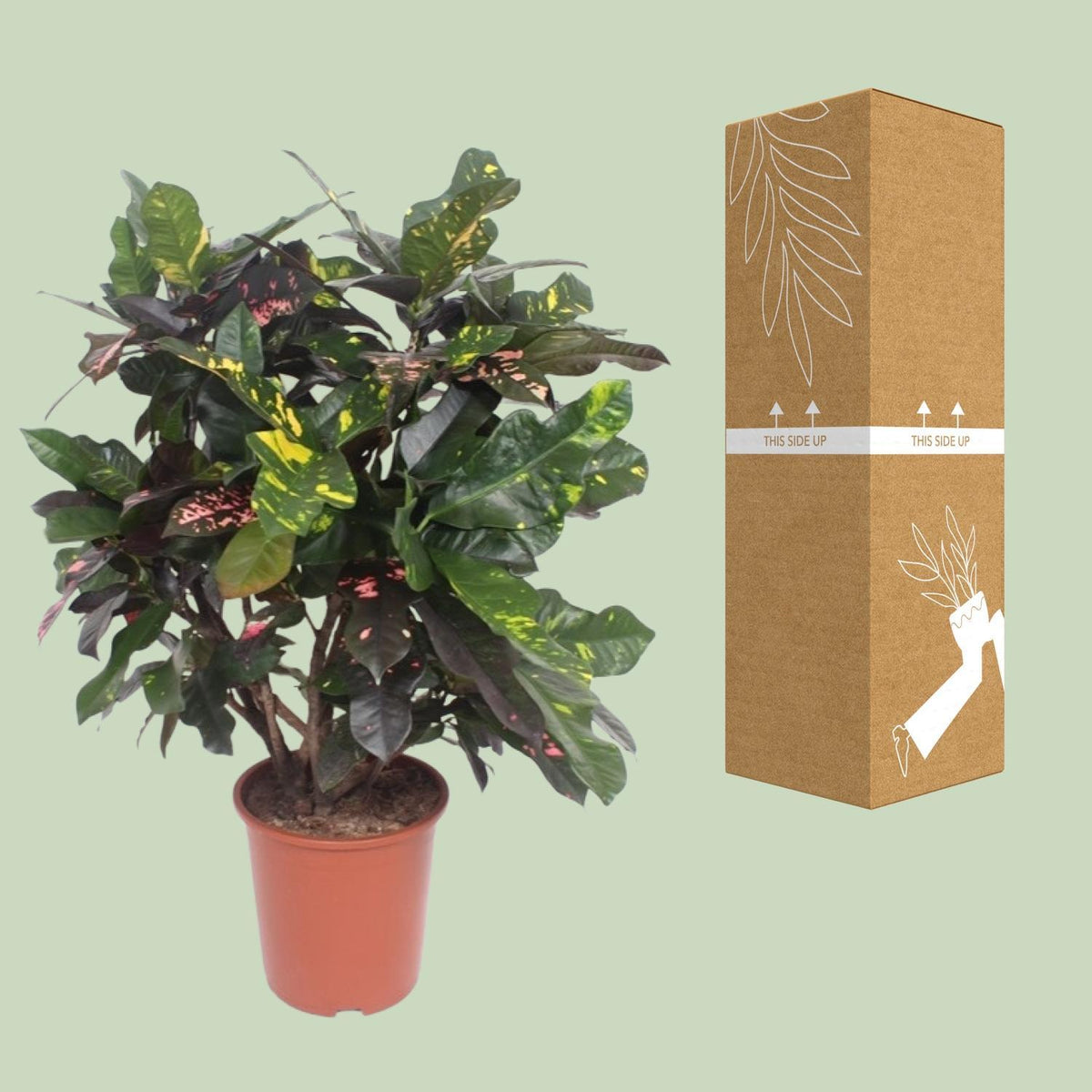 Codiaeum Magnificent (Croton Magnificent) - Ø27cm - ↕110cm