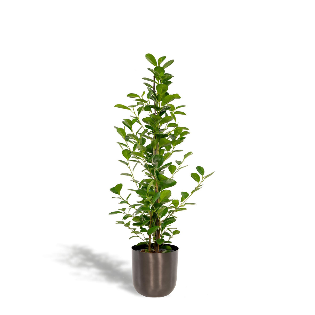 Ficus microcarpa Moclame - Ø21cm - ↕95cm + Pot Mayk Lead