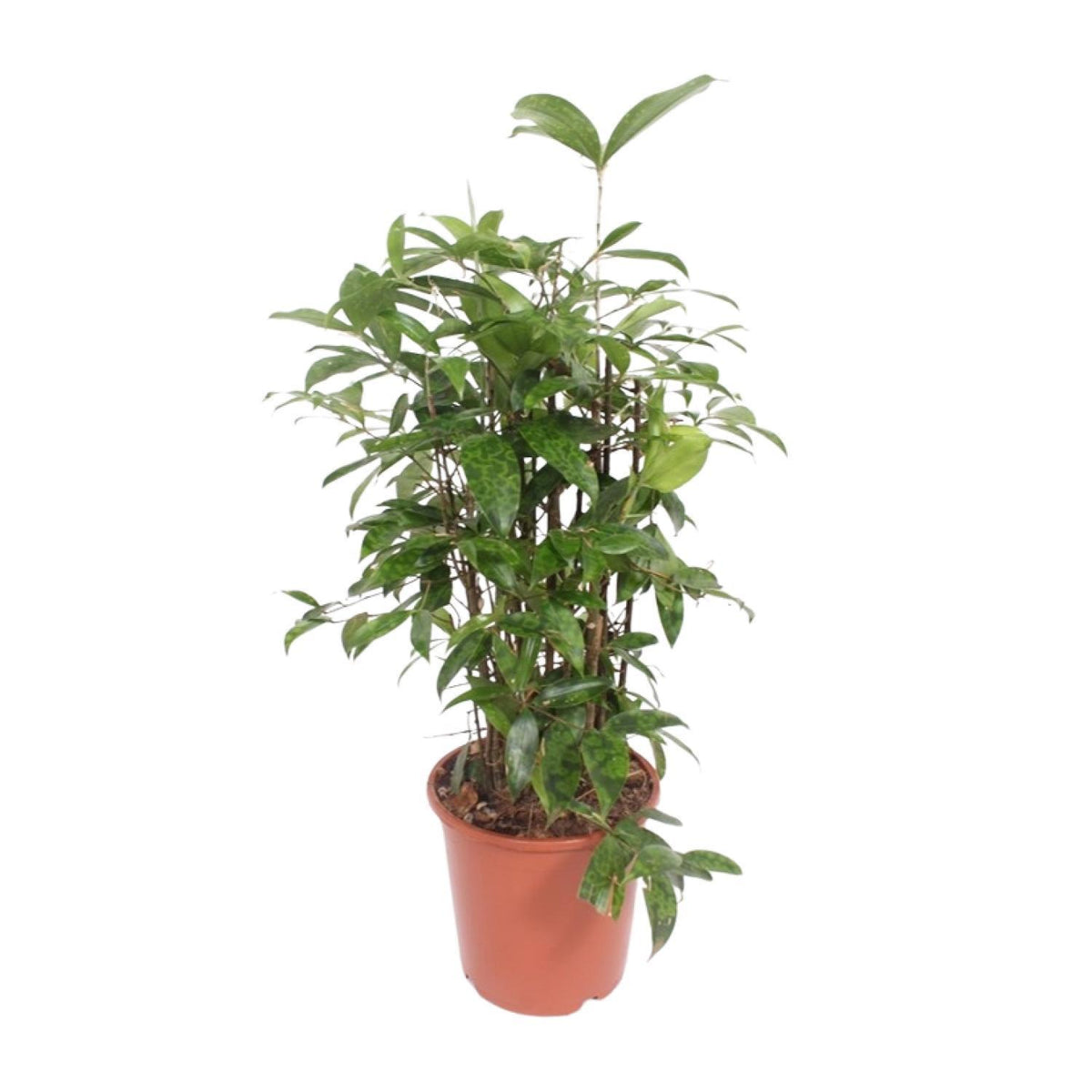 Dracaena Surculosa - Ø21cm - ↕80cm