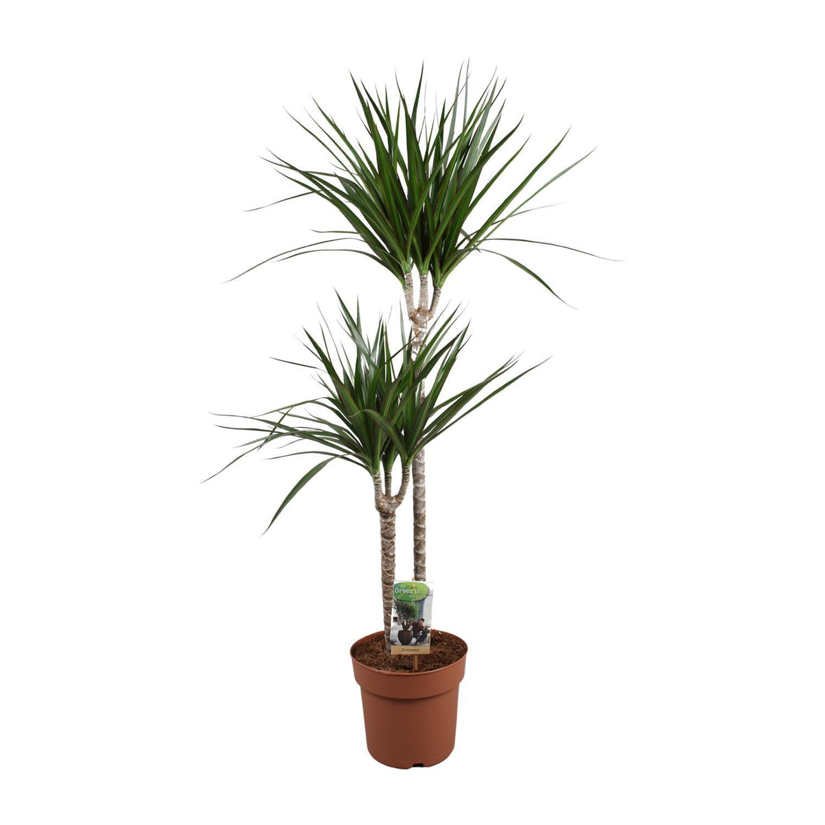 Dracaena Marginata - Ø19 ↕110