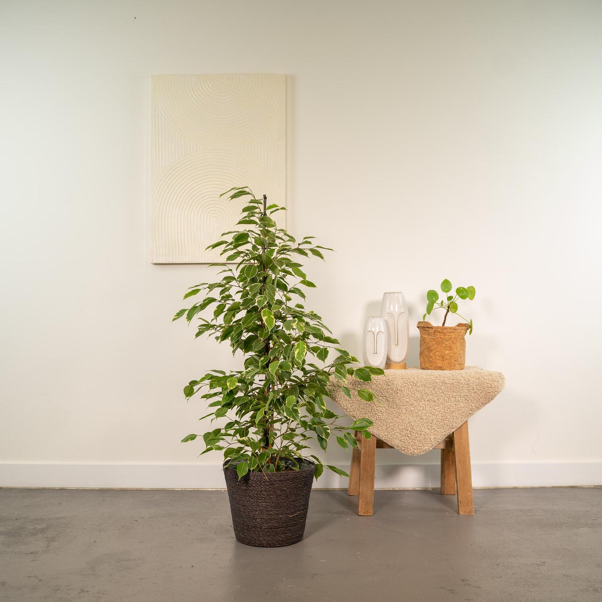 Ficus benjamina Goldenking - Ø21cm - ↕95cm + Mand Igmar