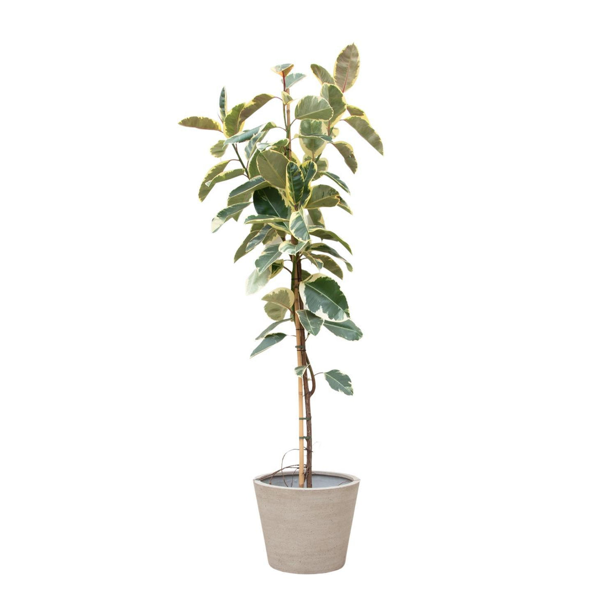 Ficus Tineke Op Stam - 220cm - ø30