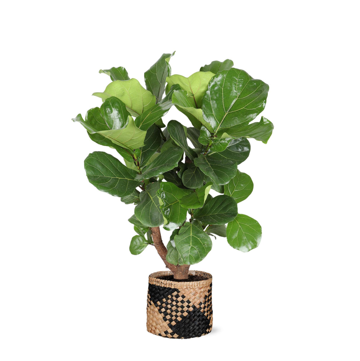 Ficus Lyrata (vertakt) Ø24cm ↕110cm in Albury BLACK print mand