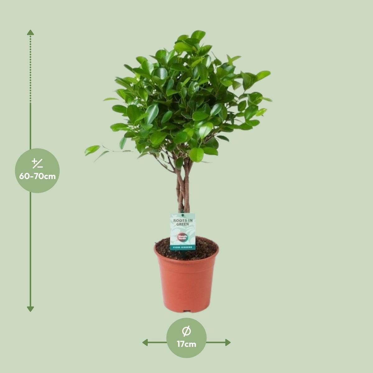 Ficus Microcarpa Moclame - Ø17cm - ↕70cm