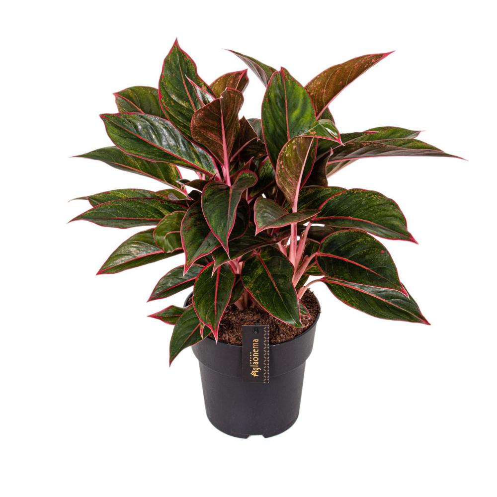 Aglaonema Crete - Ø19cm - ↕55cm