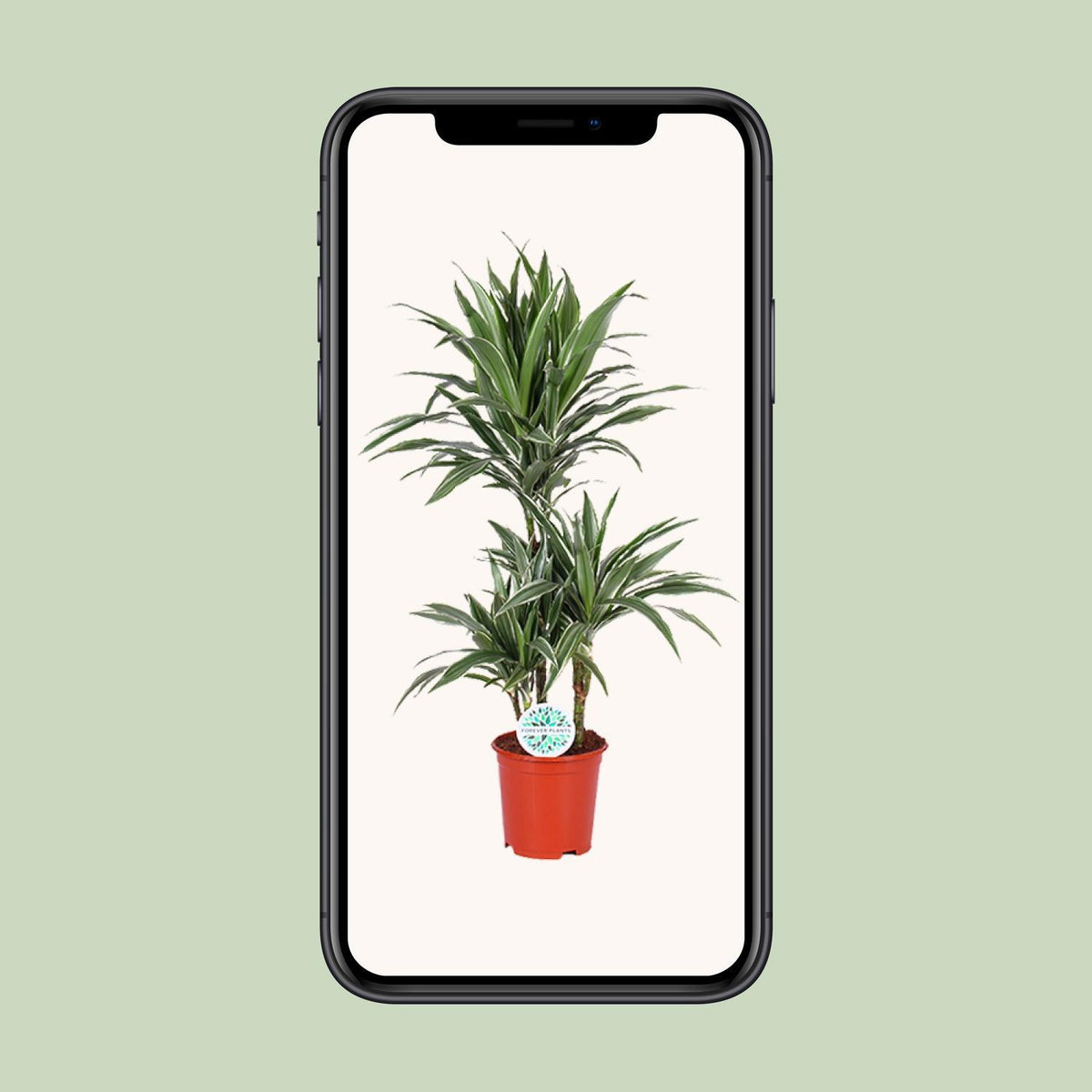 Dracaena Warneckei - Ø21cm - ↕90cm