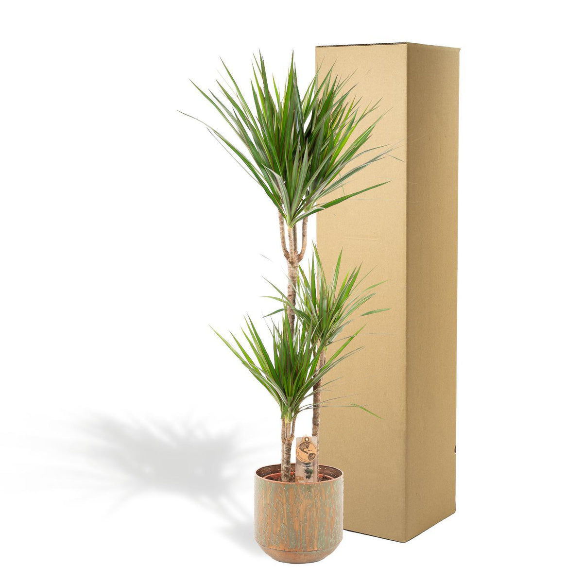 Dracaena met pot - ↨120cm - Ø21cm