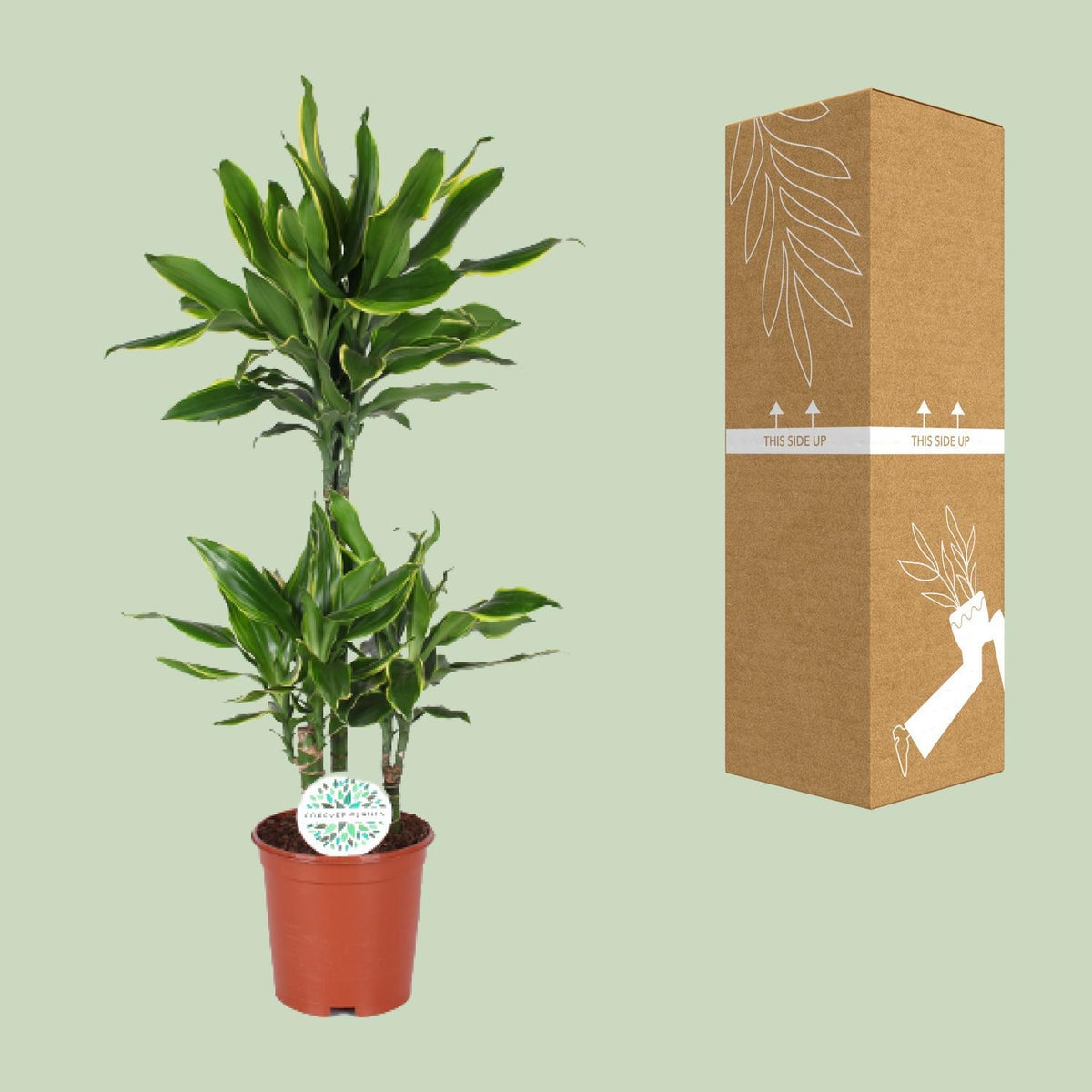 Dracaena Golden Coast - Ø24cm - ↕125cm