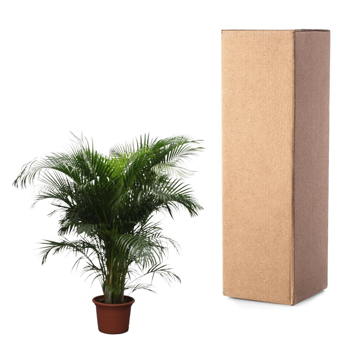 Dypsis Lutescens (Areca Palm) - 230 cm - ø40