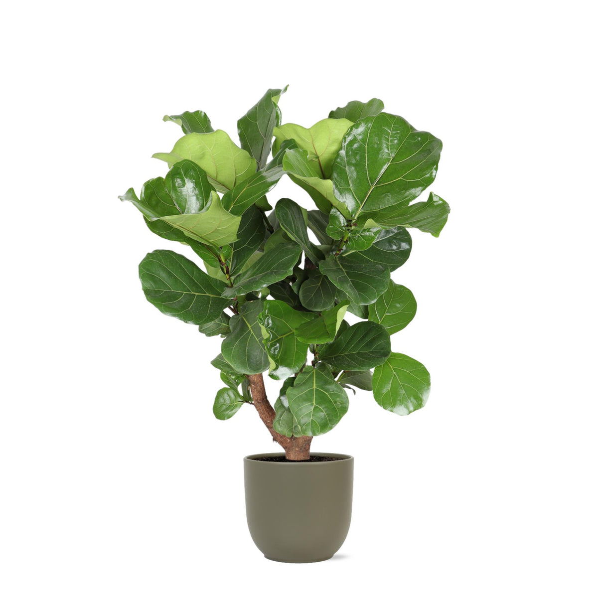 Ficus Lyrata (vertakt) Ø24cm ↕110cm in Boule OLIJF pot