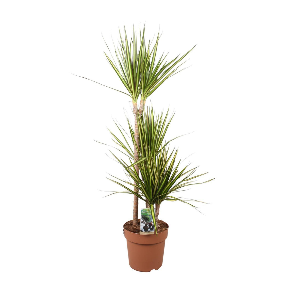 Dracaena Marginata Sunray - Ø21cm - ↕120cm