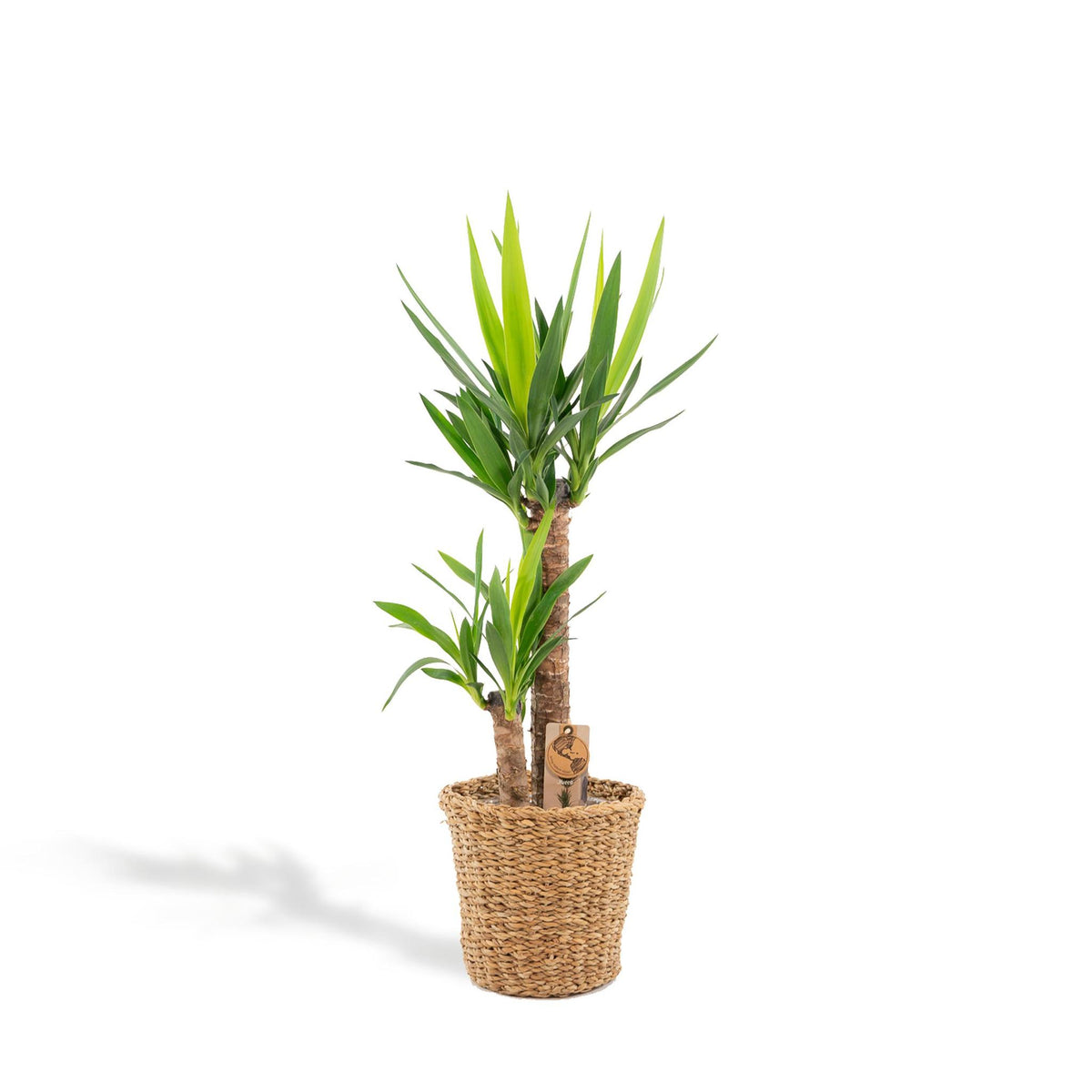 Yucca met mand - ↨100cm - Ø21cm