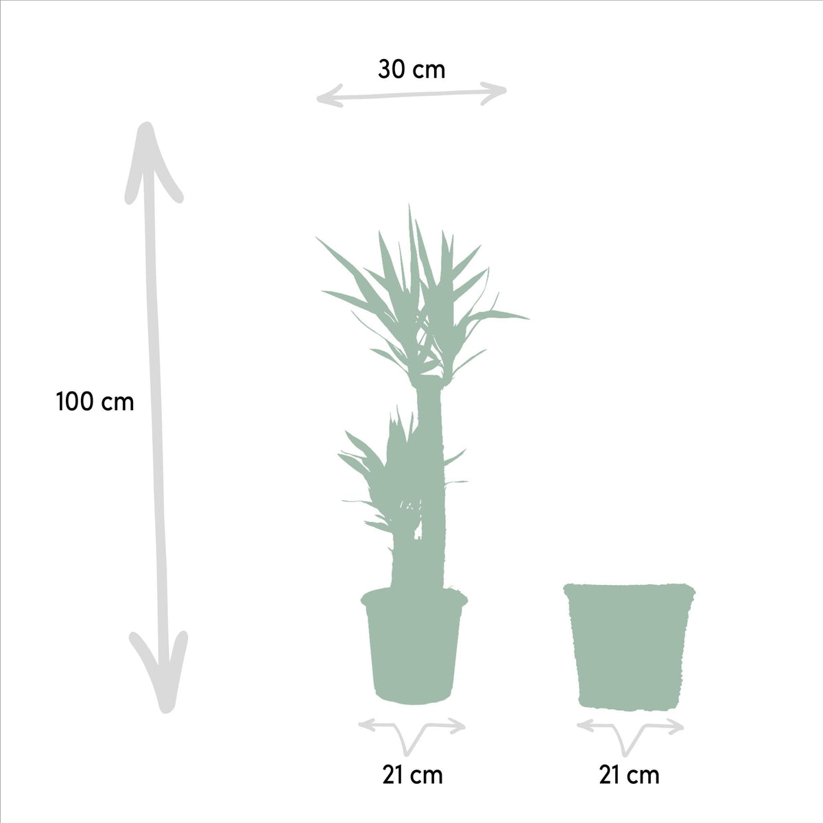 Yucca met mand - ↨100cm - Ø21cm