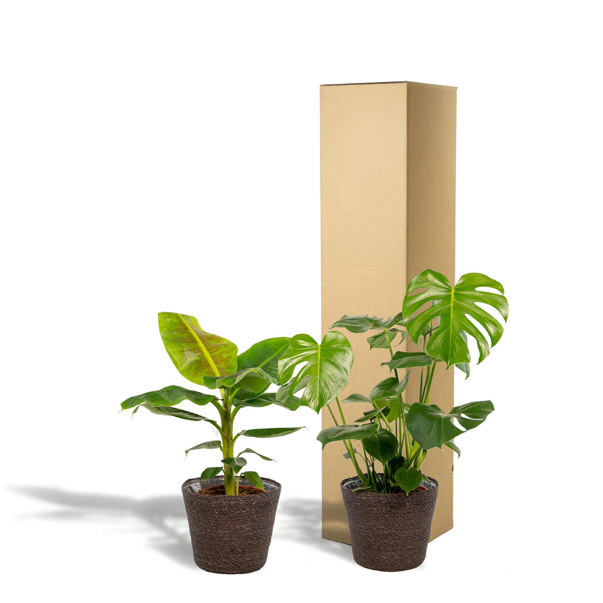 Monstera Deliciosa - Ø21cm - ↕75cm + Musa Dwarf Cavendish - Ø21cm - ↕90cm + Mand Igmar